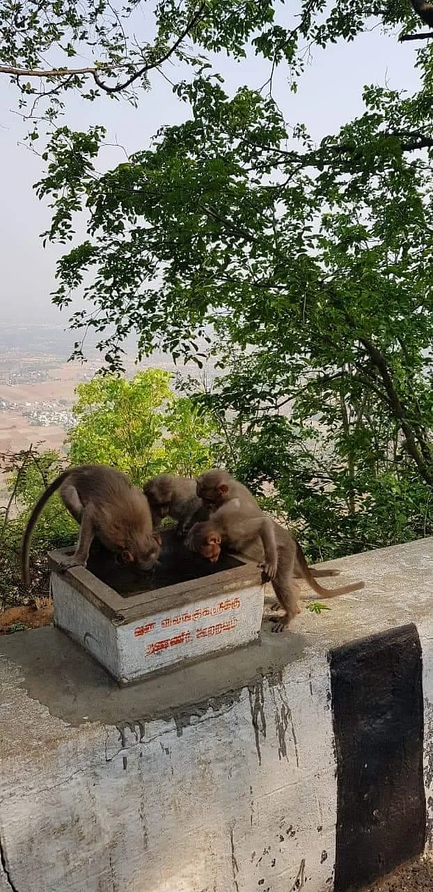 ஏலகிரியில் கோடை வெயிலால் தவிக்கும் குரங்குகள்! - தண்ணீர் அளிக்கும் மாணவிகள்