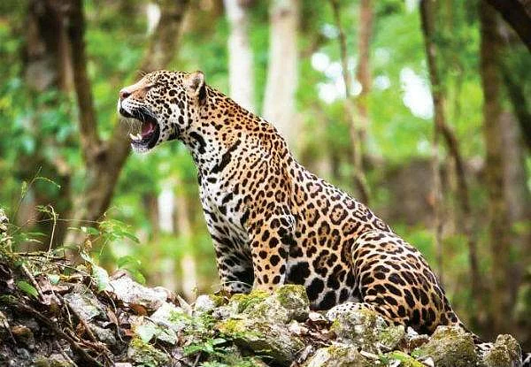 4 மாதங்களில் பலியான 218 சிறுத்தைப் புலிகள்... குபீரென 40 சதவிகிதம் அதிகரித்த காரணம்!