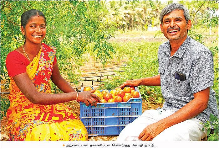 Tomato, brinjal, chili, radish, in 3 acres... Daily income of ₹ 3000!