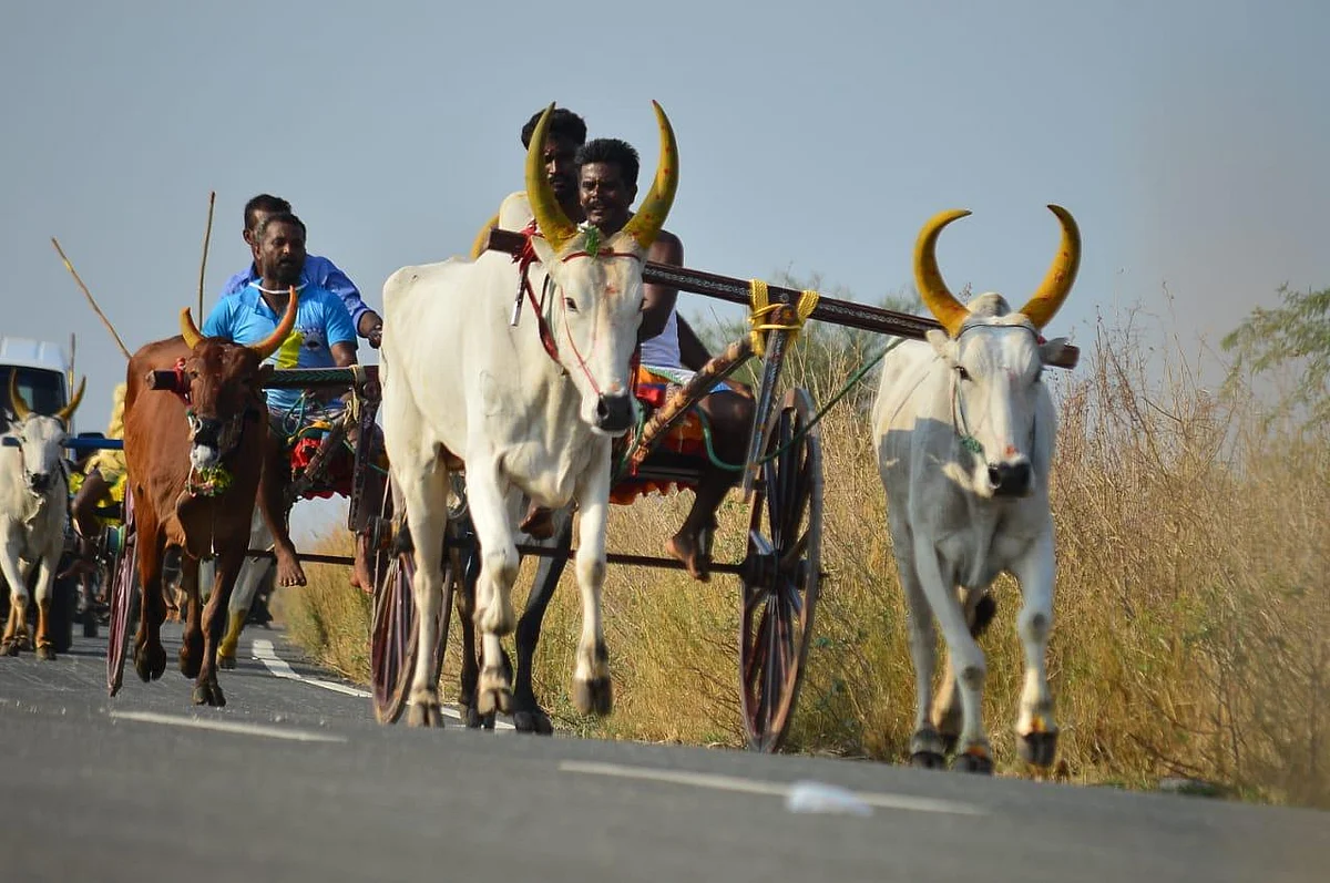 `எனக்கு ரேஷன் அரிசிதான்; காளைகளுக்கு பால், முட்டைதான் உணவு!'- ரேக்ளாவில் சாதித்தவர் பெருமிதம்
