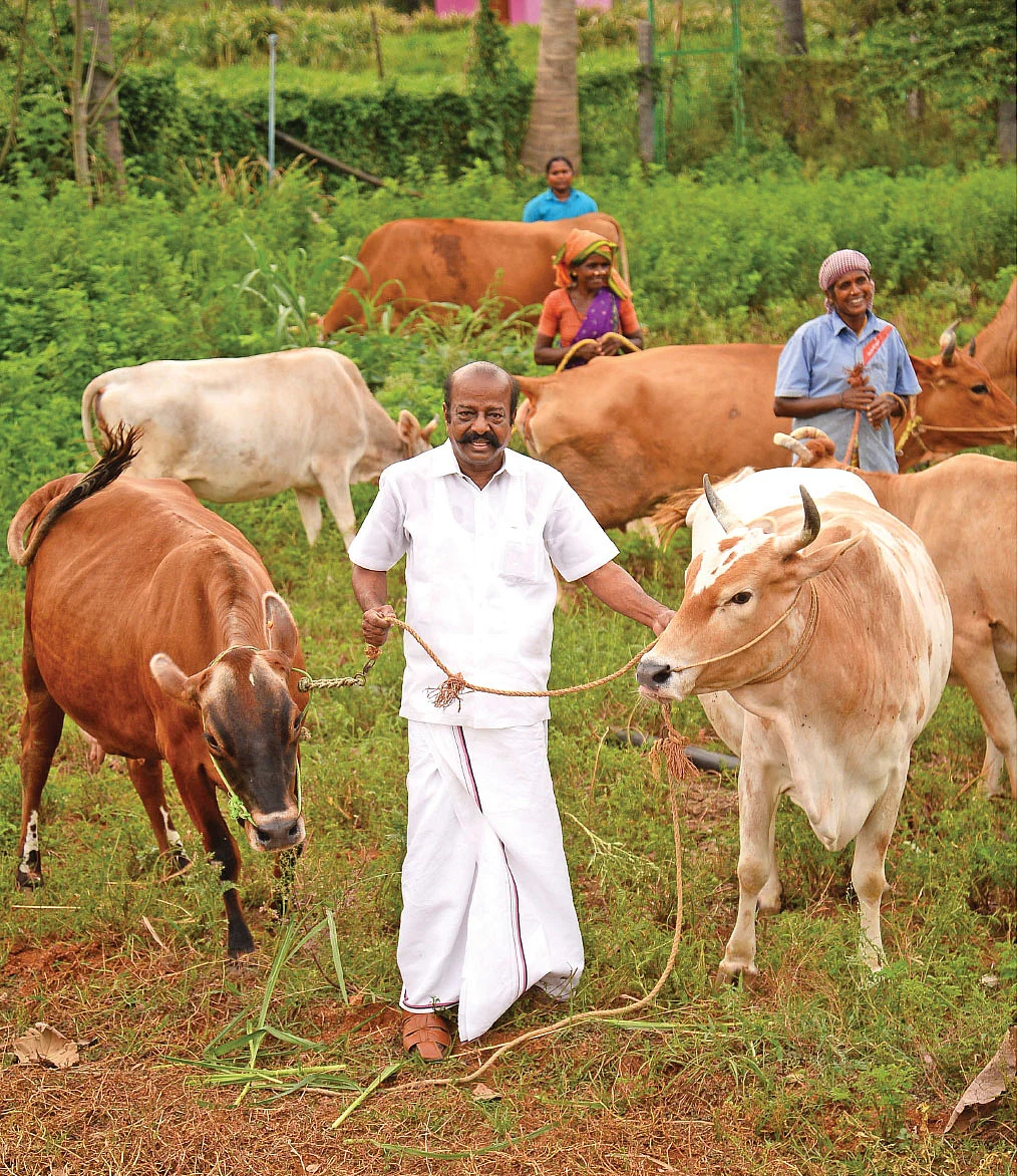 மாடுகளுடன் சேதுநாதன்...