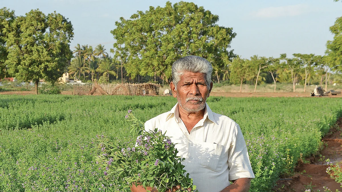 குதிரைமசால் தீவனப் பயிர் வயலில் ரங்கசாமி