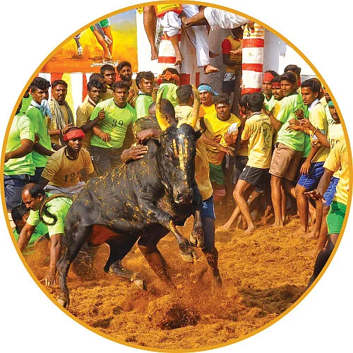 ஜல்லிக்கட்டுக்கு எதிராக பீட்டா அமைப்பினர் சதி!