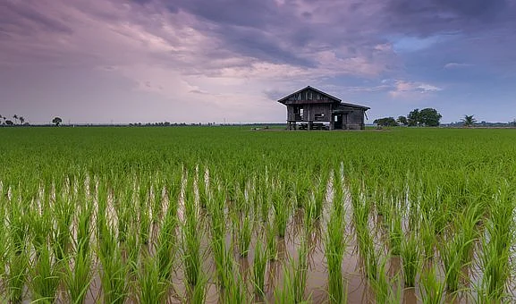 விவசாயம்