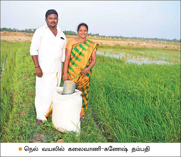 நல்ல வருமானம் கொடுக்கும் பாரம்பர்ய நெல்!