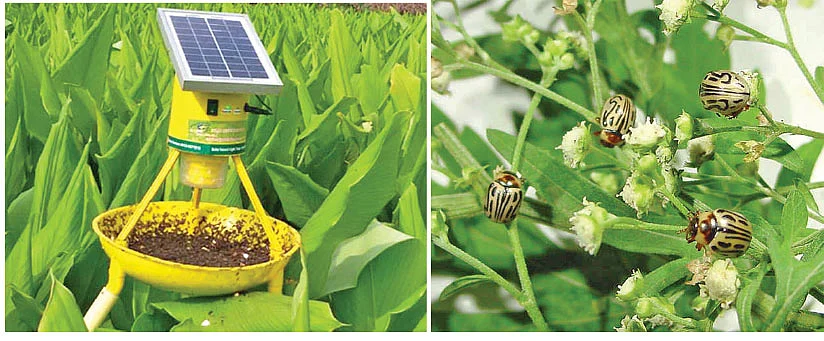 பூச்சி மேலாண்மை: 12 - ஒட்டுண்ணிகள் இருந்தால்தான் இயற்கைப் பண்ணை!
