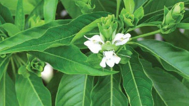 40 + நபர்களுக்கு பெரும் பயன் தரும் ஆவாரைக் குடிநீர்..!