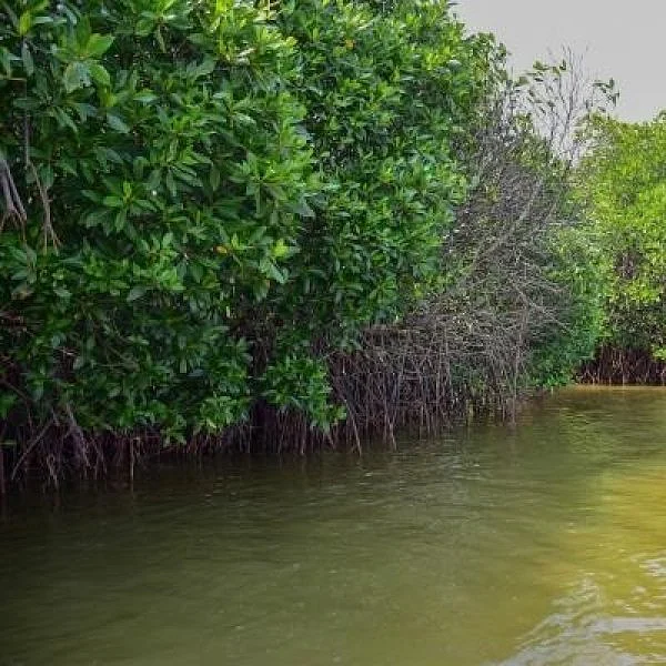 32 ஏக்கர்; 54,000 சதுப்பு நில மரங்கள்! - புல்லட் ரயில் திட்டத்துக்காக அழிக்கப்படும் காடுகள்