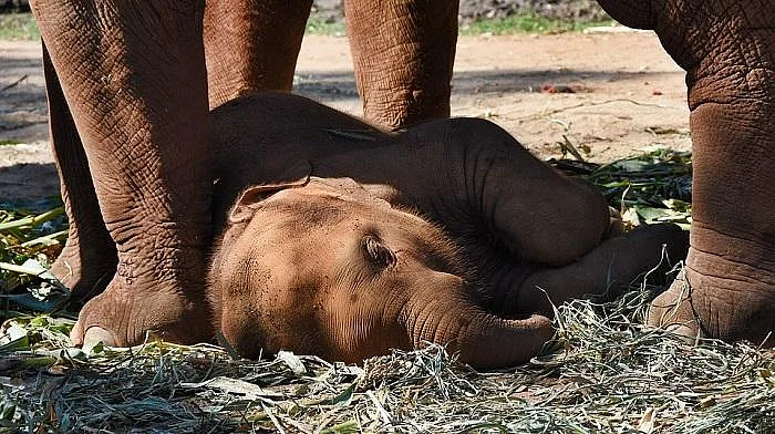 அதிகரிக்கும் மனித - யானை எதிர்கொள்ளல்..! - மத்திய அரசு வெளியிட்ட அதிர்ச்சித் தகவல்