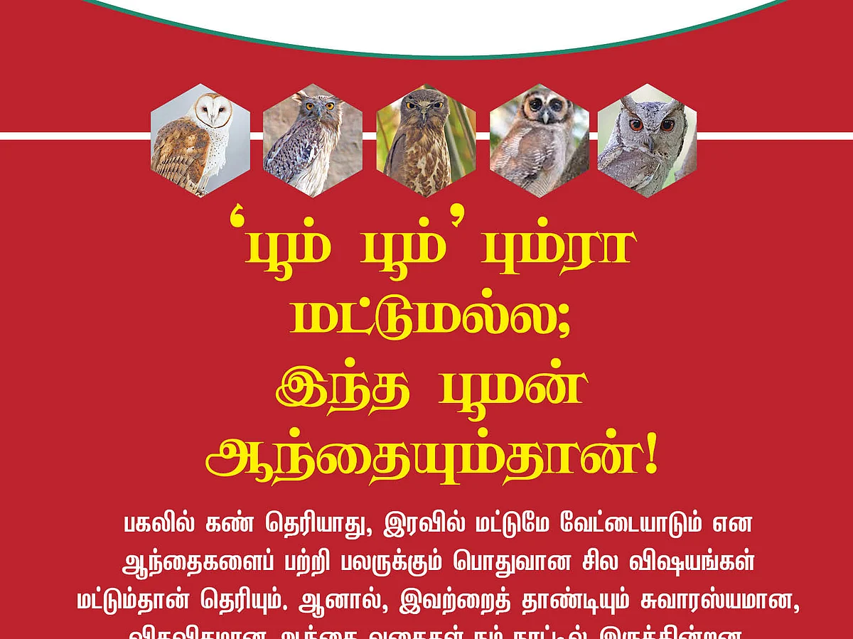 `பூம் பூம்' பும்ரா மட்டுமல்ல; இந்த பூமன் ஆந்தையும்தான்! #VikatanPhotoCards