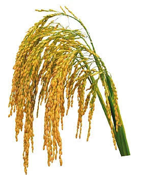 தண்டோரா