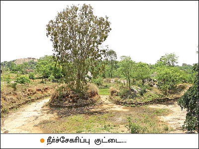 இயற்கை விவசாயத்தில் இனிக்கும் மா!