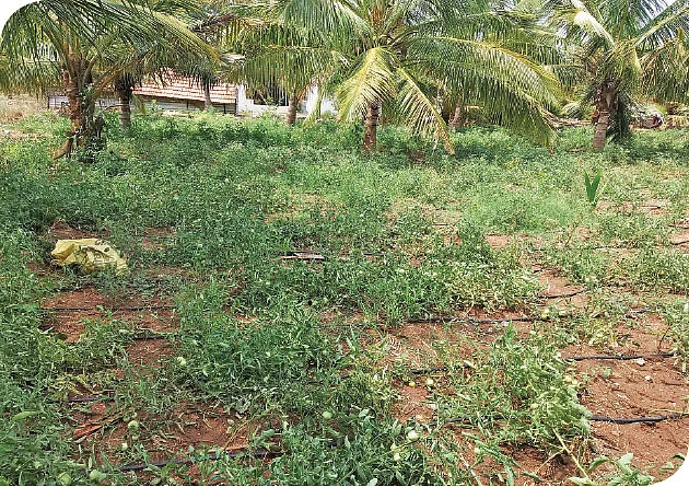 தக்காளித் தோட்டம்