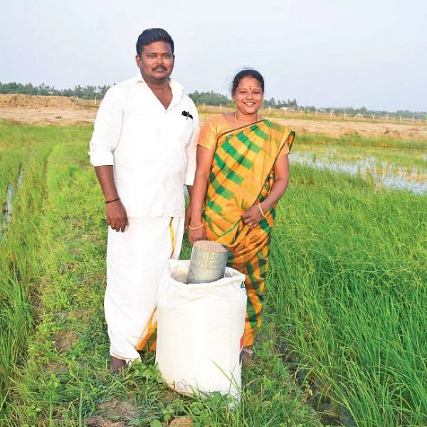 நல்ல வருமானம் கொடுக்கும் பாரம்பர்ய நெல்!