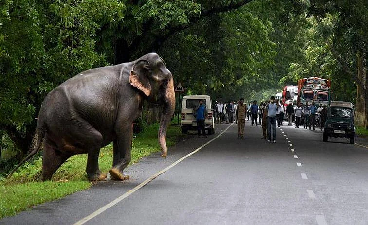 சாலைகளில் சுற்றித் திரியும் வனவிலங்குகள்