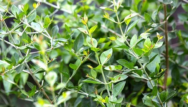 கை,கால்களில் ஏன் மருதாணி வைக்கிறோம் தெரியுமா? - நிபுணர் விளக்கம்!