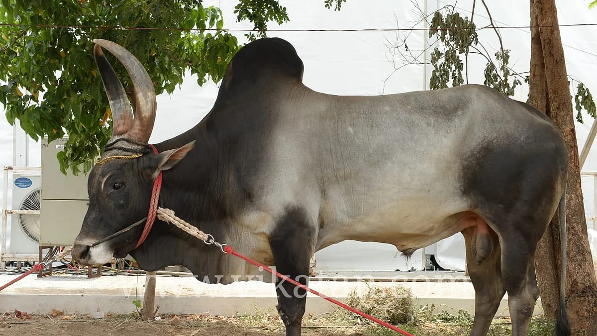 காங்கேயம் காளை