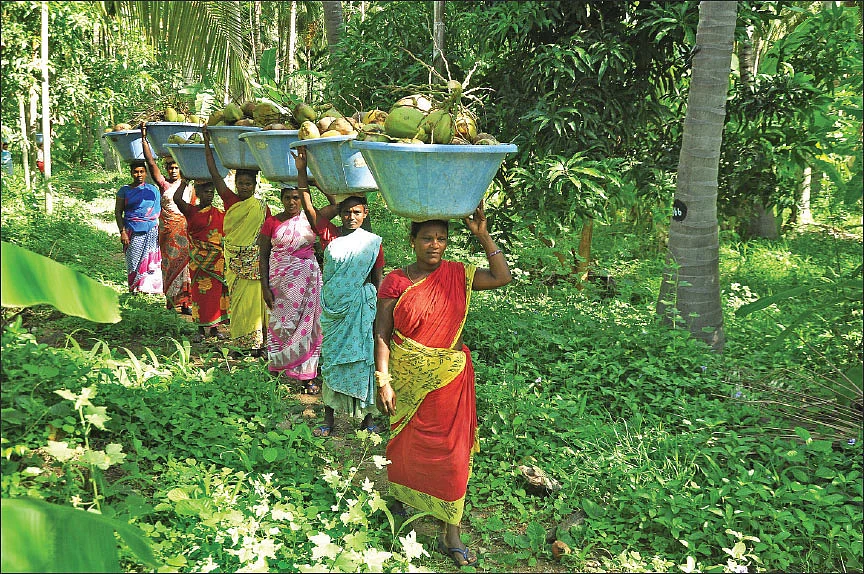 தேங்காய் அறுவடை...