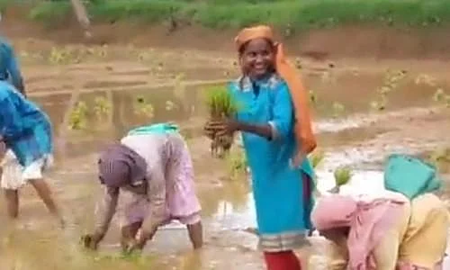 `நானும் ஒரு விவசாயி!'- நடவுப் பணியைத் தொடங்கினார் உங்கள் எம்.பி