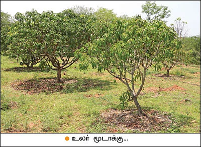 இயற்கை விவசாயத்தில் இனிக்கும் மா!