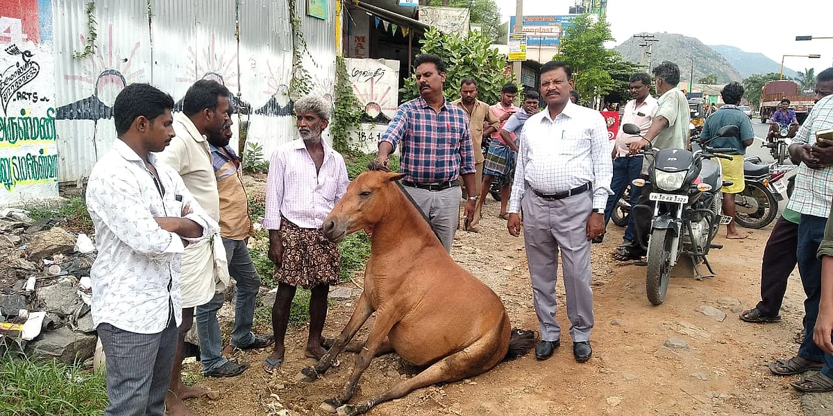 குதிரைக்கு சிகிச்சை