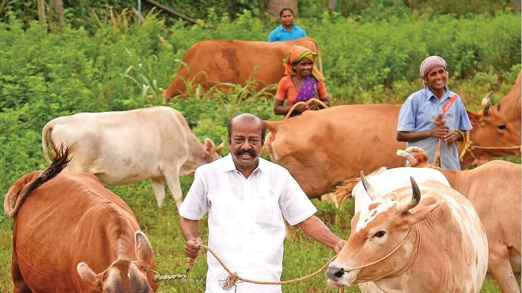 மாடுகளுடன் சேதுநாதன்...