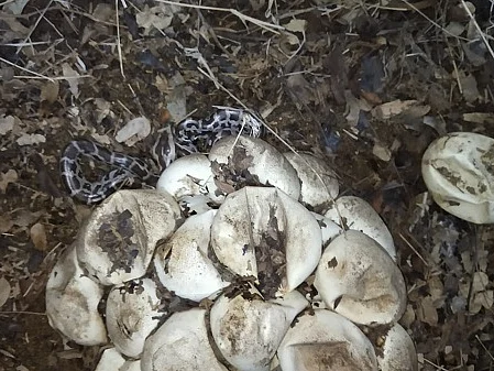 மலைப்பாம்பு முட்டைகள்