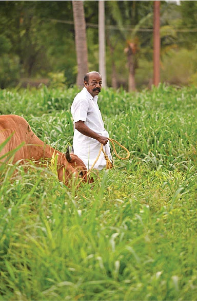 பண்ணையில்...