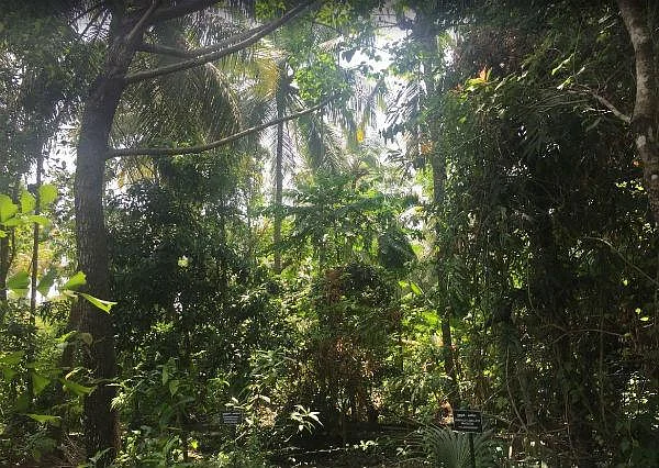 காடு
