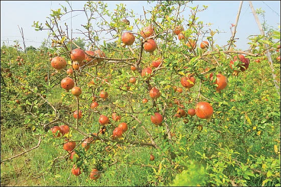 பயணம் கற்றுக்கொடுத்த பாடம்… உவர் மண்ணை மாற்றிய ஜீவாமிர்தம்!