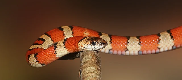விஷமுள்ள பாம்பு