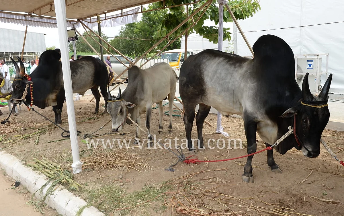 காங்கேயம் காளை