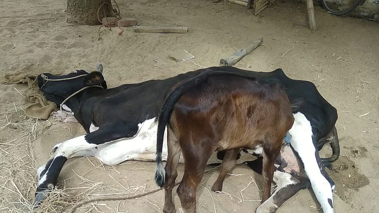 உயிருக்கு போராடும் பசு... பரிதவிக்கும் இளம் கன்றுக்குட்டி