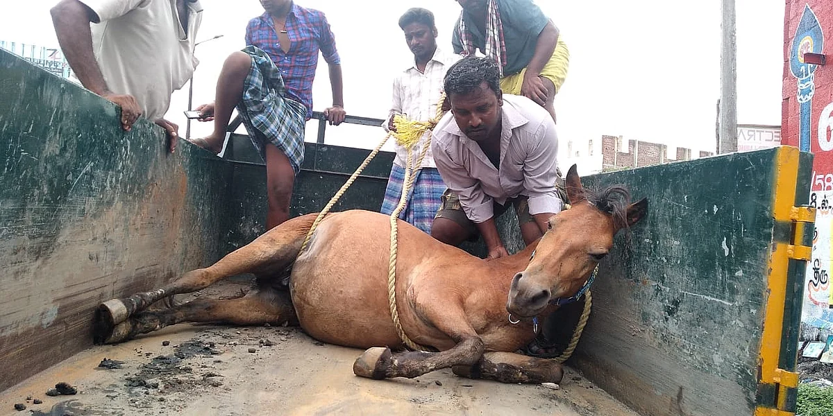 சிகிச்சை அளிக்க கொண்டு செல்லப்பட்ட குதிரை