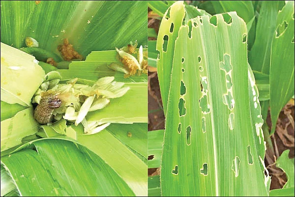 பூச்சிகளும் நம் நண்பர்களே..! - 2.0 - அமெரிக்கன் படைப்புழுக்கள்… அழிக்கும் இயற்கை நுட்பங்கள்!