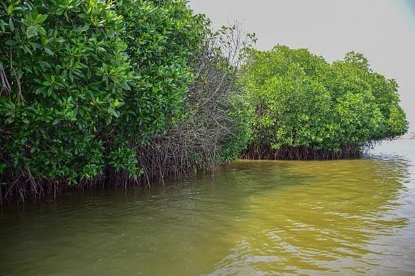 32 ஏக்கர்; 54,000 சதுப்பு நில மரங்கள்! - புல்லட் ரயில் திட்டத்துக்காக அழிக்கப்படும் காடுகள்