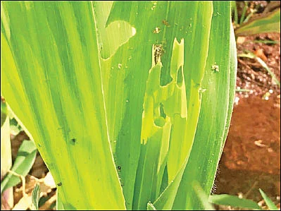 பூச்சிகளும் நம் நண்பர்களே..! - 2.0 - அமெரிக்கன் படைப்புழுக்கள்… அழிக்கும் இயற்கை நுட்பங்கள்!
