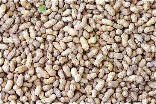 வீடு பெங்களூருவில் தோட்டம் சாத்தூரில்!