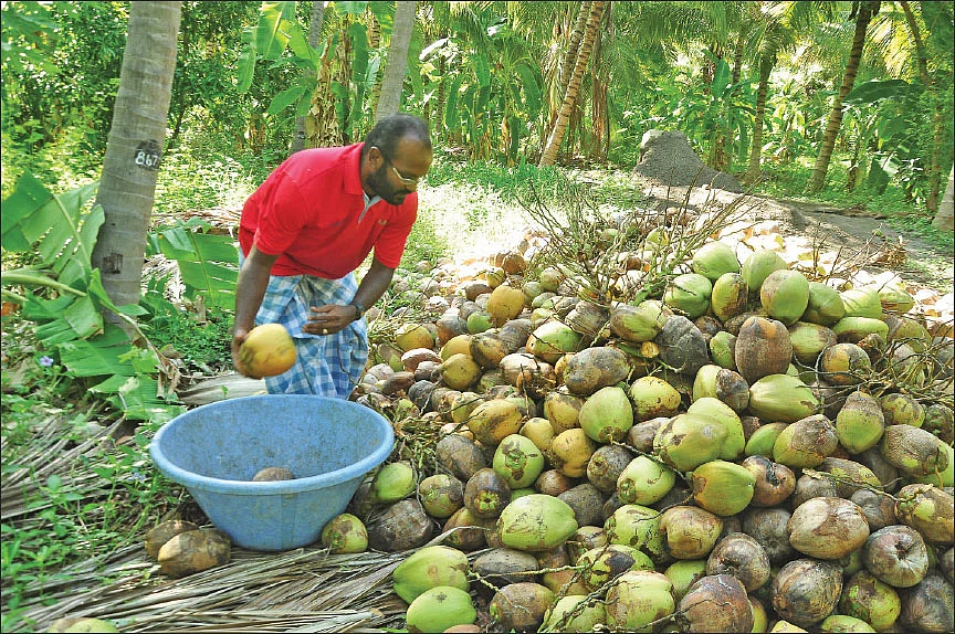 தேங்காய் தரம் பிரிக்கும் பணியில்...