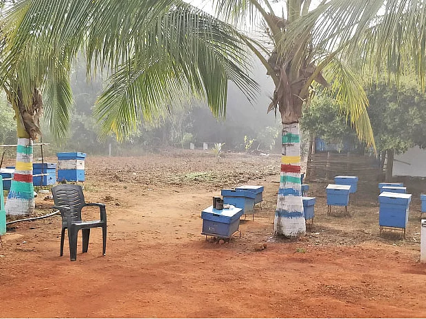 தேனீ வளர்த்தால் வருமானம் ‘கொட்டும்’!