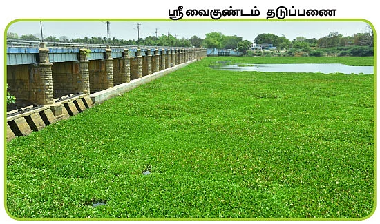 தமிழகத்தின் ஈரம்: தூத்துக்குடி, திருச்சி