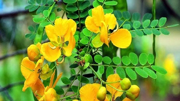 40 + நபர்களுக்கு பெரும் பயன் தரும் ஆவாரைக் குடிநீர்..!