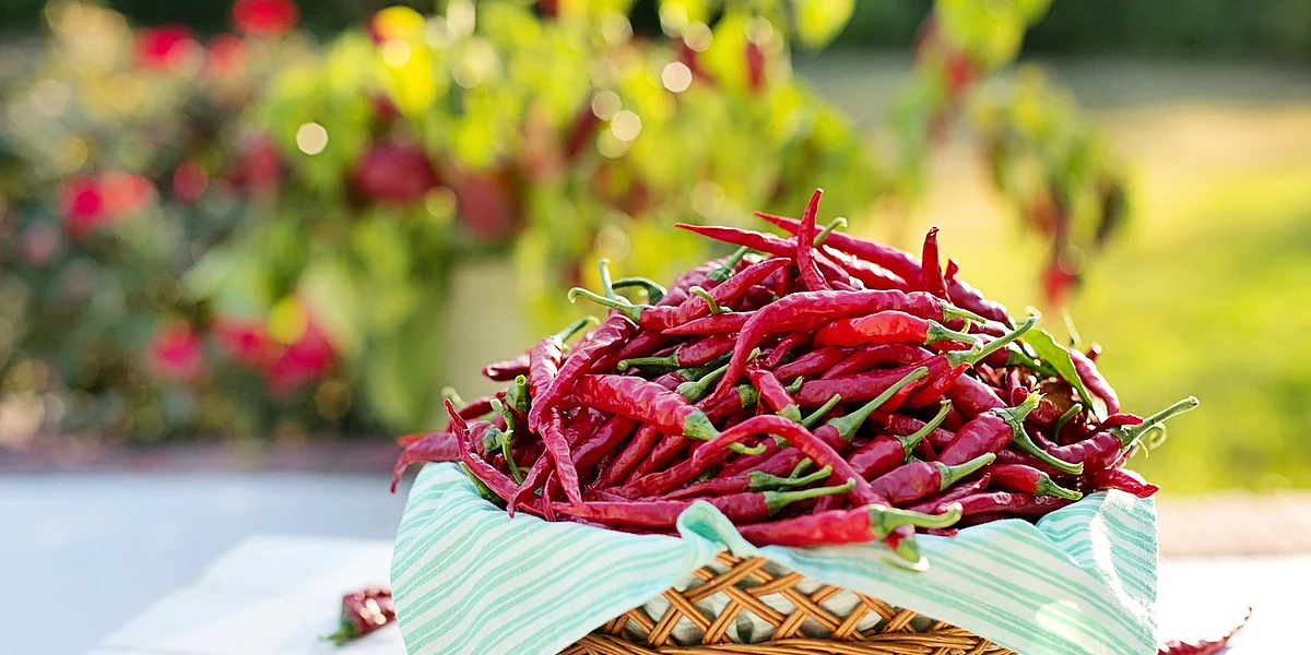 Red Chilli