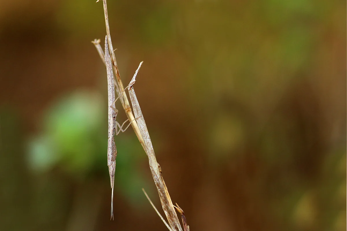 தயிர்க்கடைப் பூச்சி (Praying Mantis)