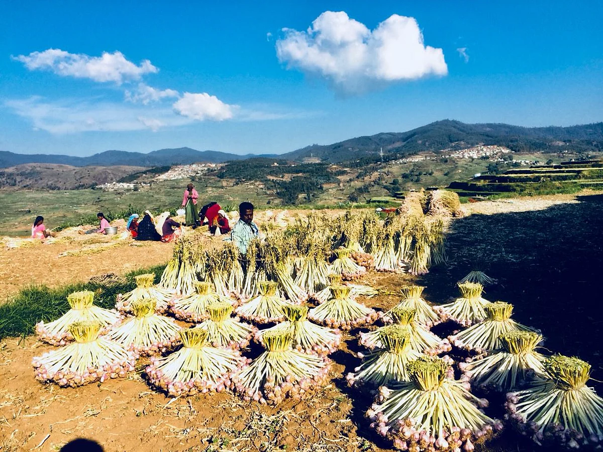 கொடைக்கானல் மலைப்பூண்டுக்குப் புவிசார் குறியீடு வழங்கப்பட்டது ஏன்? ஓர் அலசல்