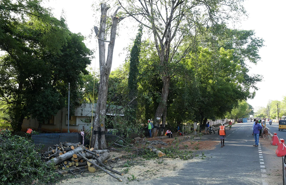 ஸ்மார்ட் சிட்டிக்காக வெட்டப்படும் மரங்கள்