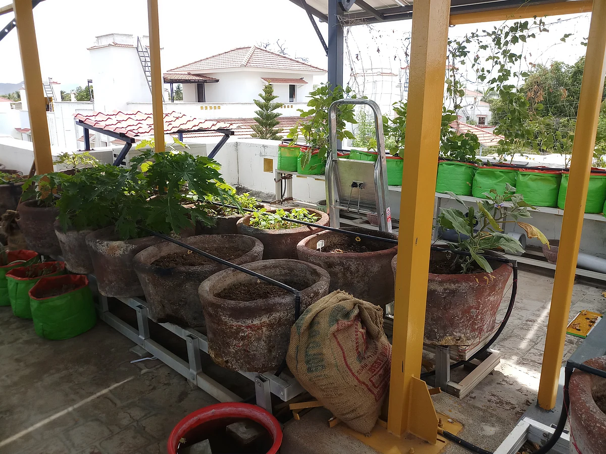 மாடித்தோட்டம்