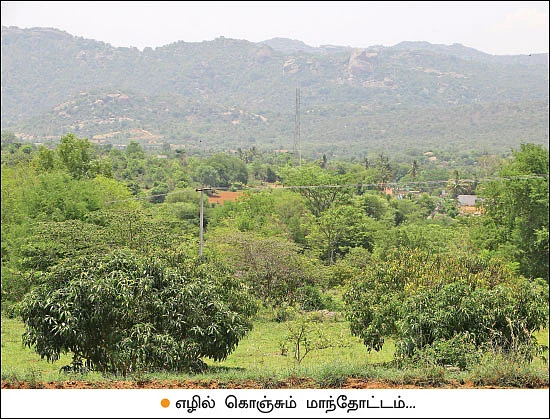 இயற்கை விவசாயத்தில் இனிக்கும் மா!