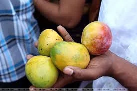 மாங்கனித் திருவிழா