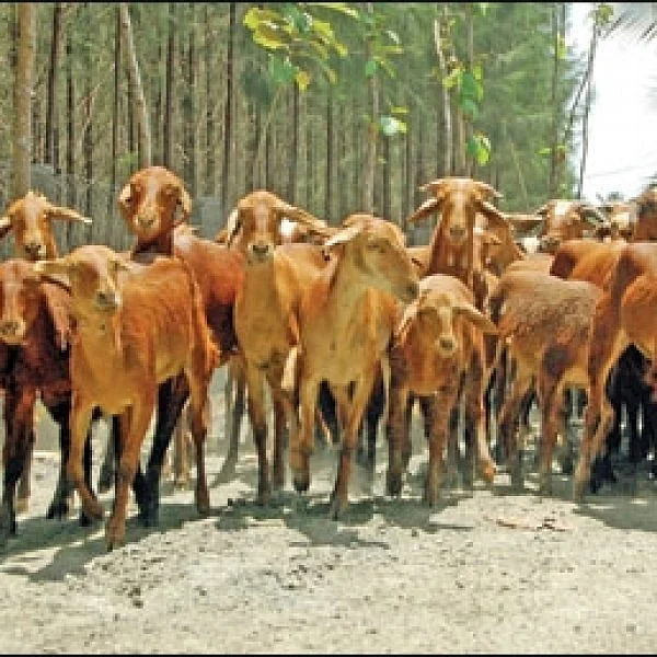 ஆடு திருடி ஆன்லைனில் விற்பனை... போலீஸ் வலையில் சென்னை இளைஞர்கள்!